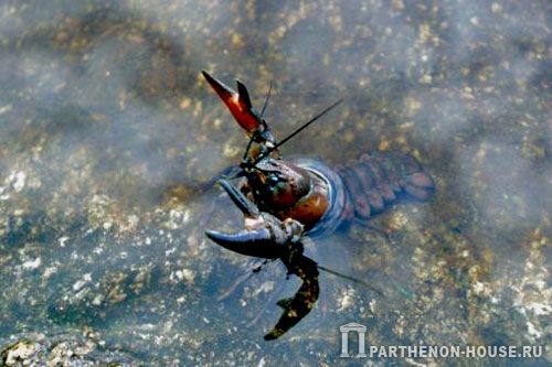 качество воды