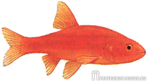 Золотая орфа
