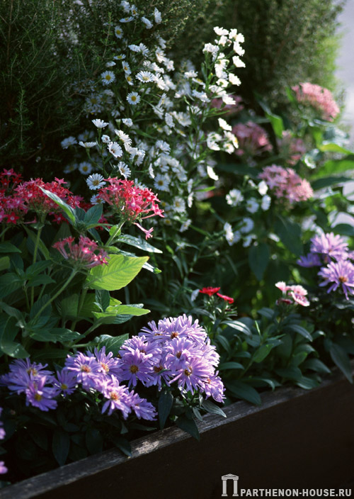 Цветочные горшки и контейнеры для садовых растений